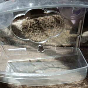 Clear Window Bird Feeder